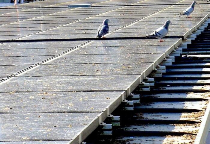 Birds sitting on dirty solar panels